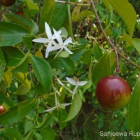 <i>Carissa inermis</i>